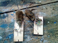 Pasca na myši